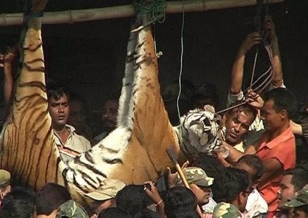 hanging-tiger.jpg